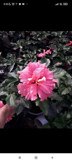 Screenshot_2022-02-24-09-59-31-865_com.facebook.katana - HIBISCUS 2022