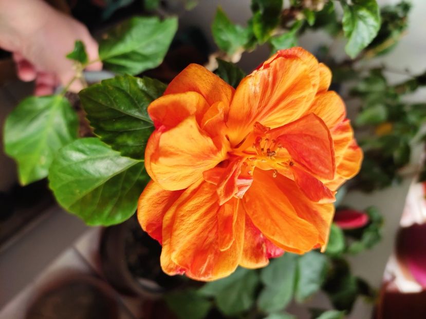  - HIBISCUS 2022