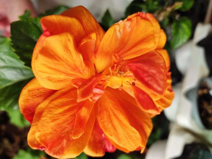  - HIBISCUS 2022