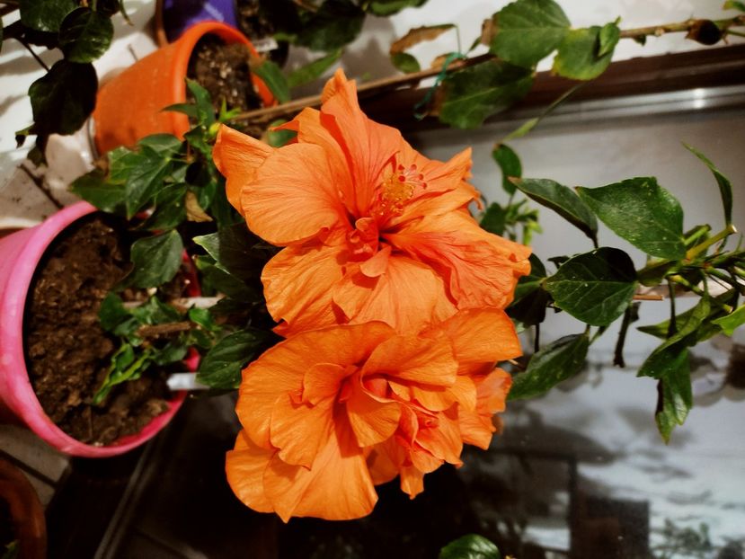  - HIBISCUS 2022