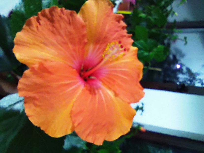  - HIBISCUS 2022