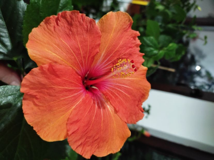  - HIBISCUS 2022