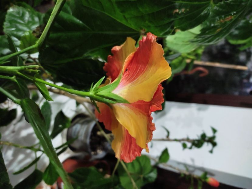  - HIBISCUS 2022
