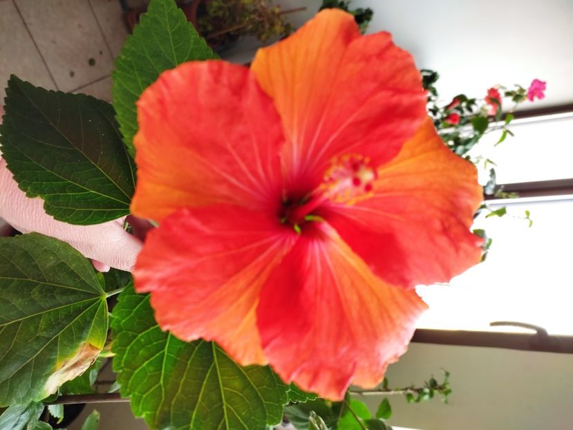  - HIBISCUS 2022