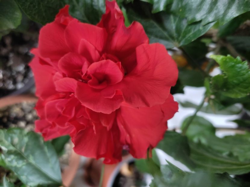  - HIBISCUS 2022
