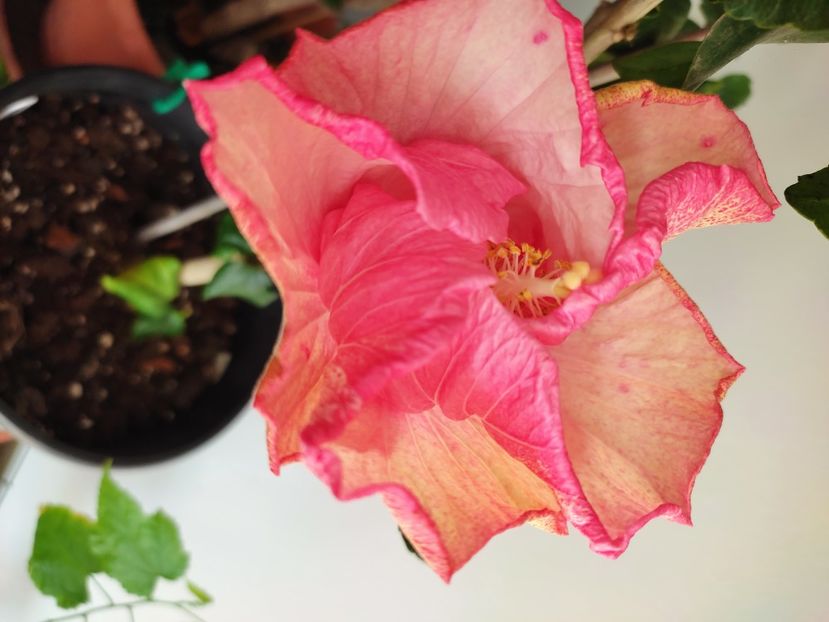  - HIBISCUS 2022