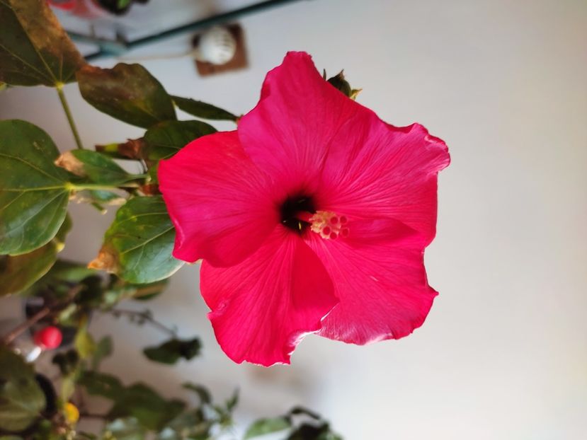  - HIBISCUS 2022
