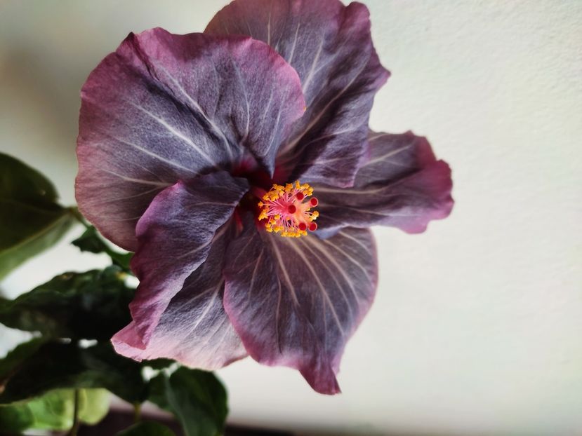  - HIBISCUS 2022