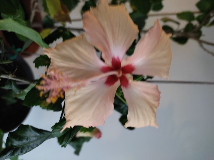  - HIBISCUS 2022