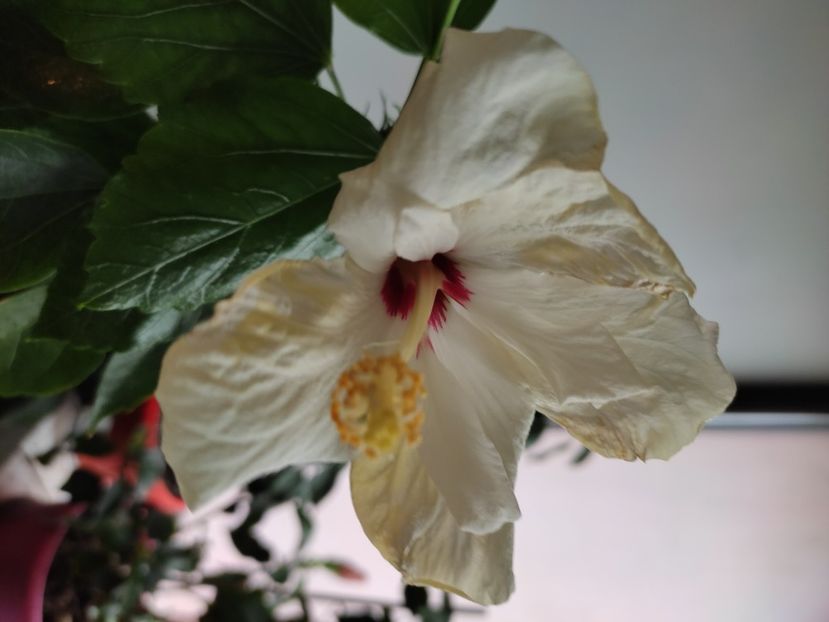  - HIBISCUS 2022