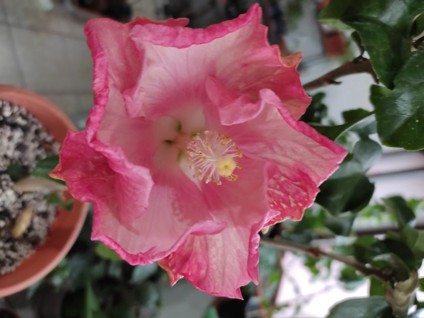  - HIBISCUS 2022