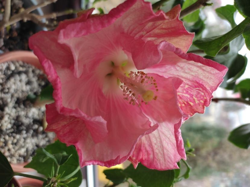  - HIBISCUS 2022