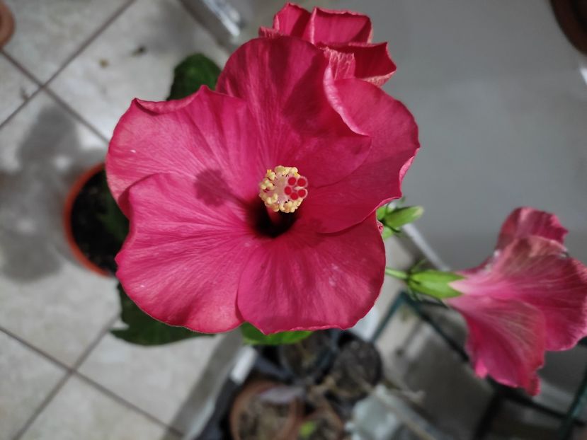  - HIBISCUS 2022