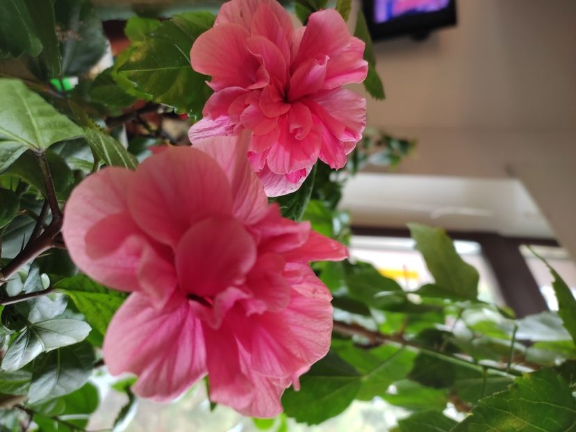  - HIBISCUS 2022