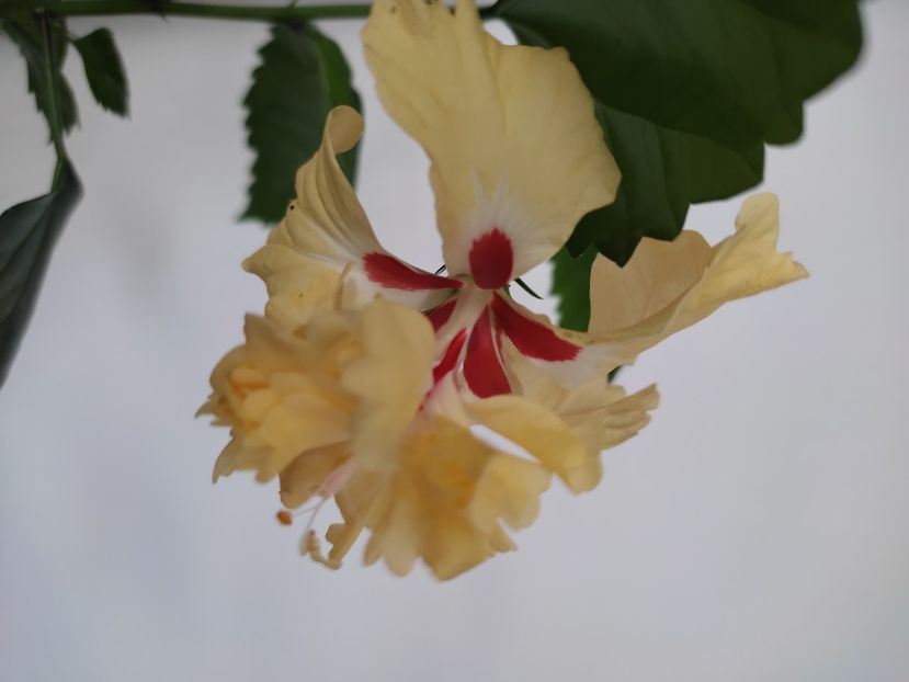  - HIBISCUS 2022