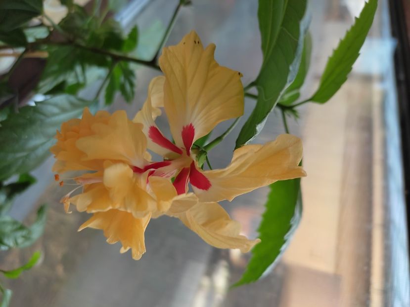  - HIBISCUS 2022