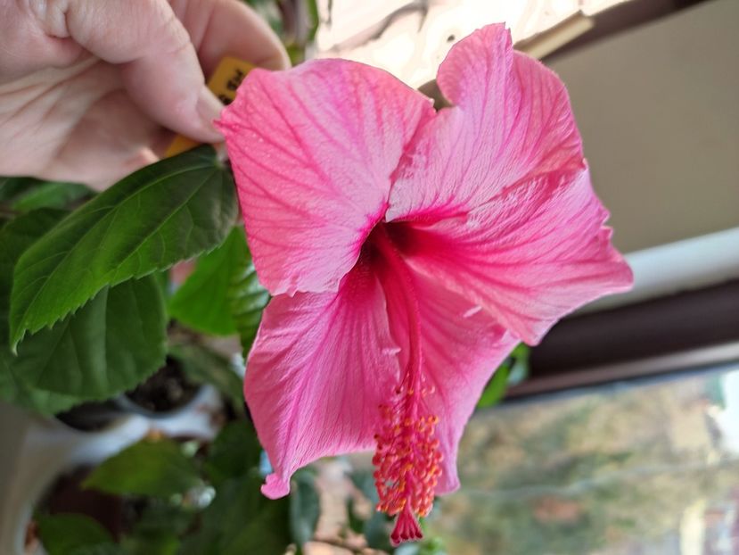  - HIBISCUS 2022