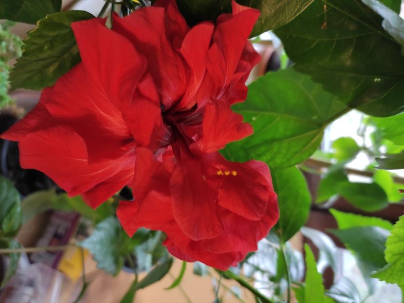  - HIBISCUS 2022