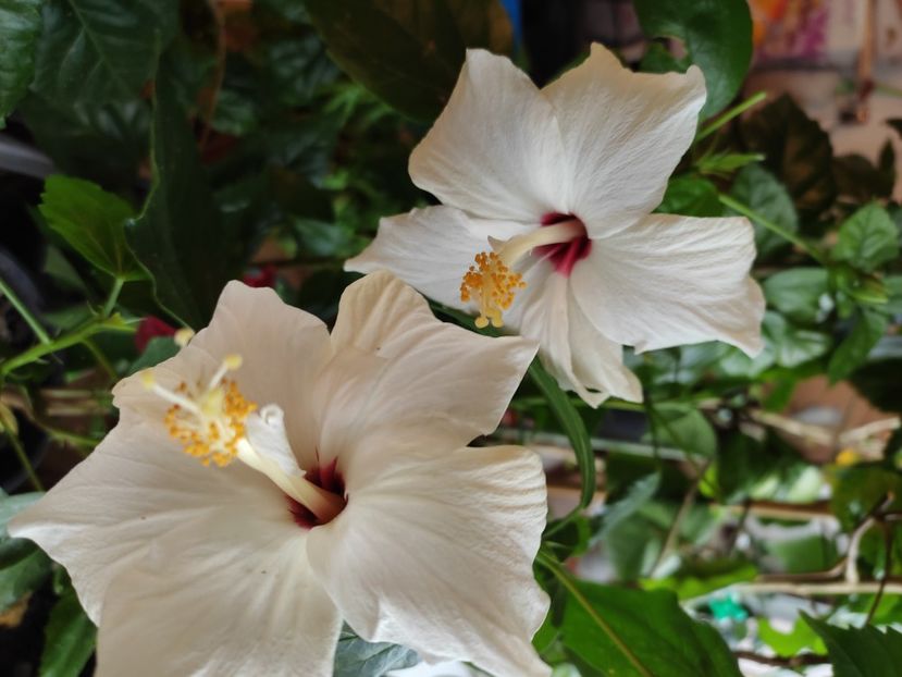  - HIBISCUS 2022