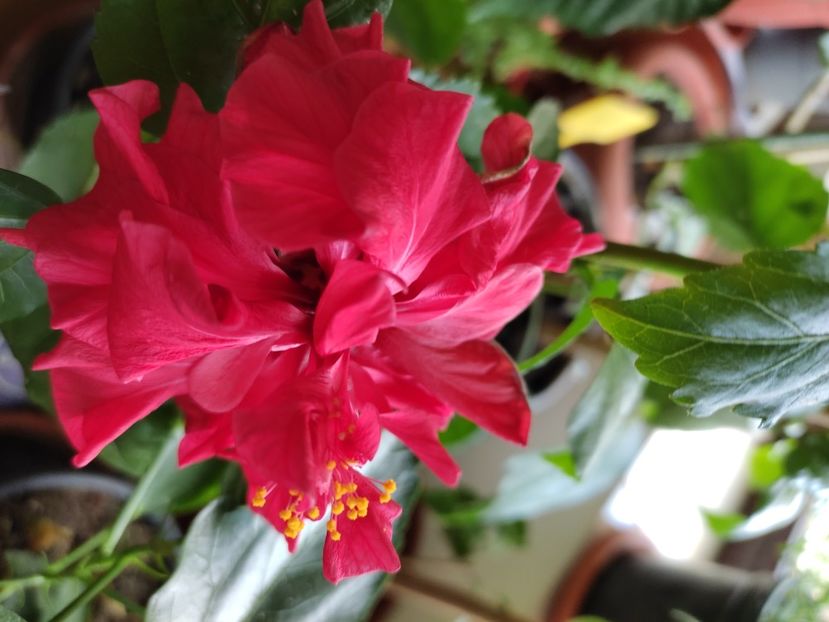  - HIBISCUS 2022