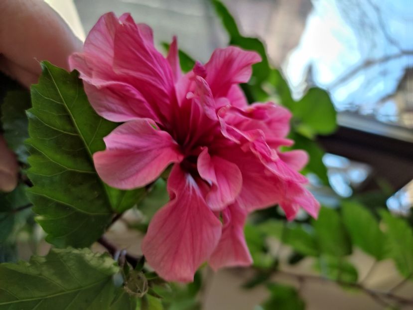  - HIBISCUS 2022