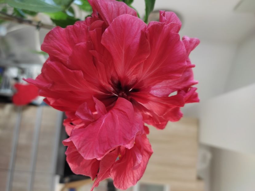  - HIBISCUS 2022