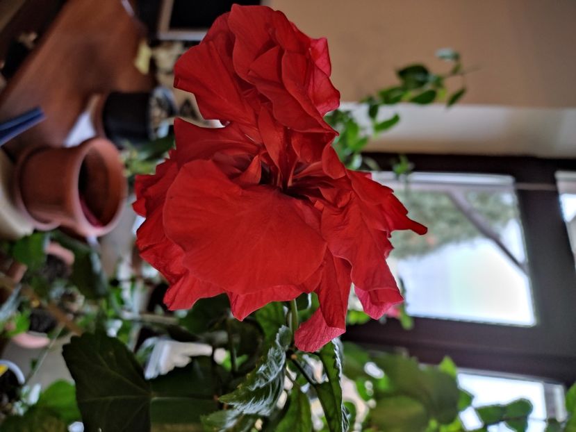  - HIBISCUS 2022