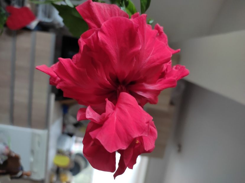  - HIBISCUS 2022