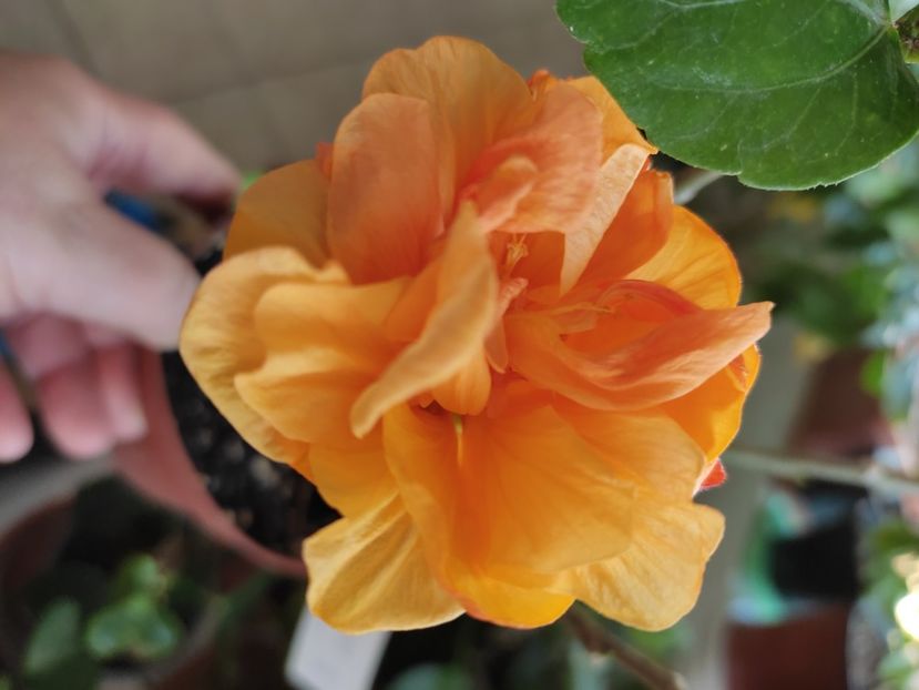  - HIBISCUS 2022