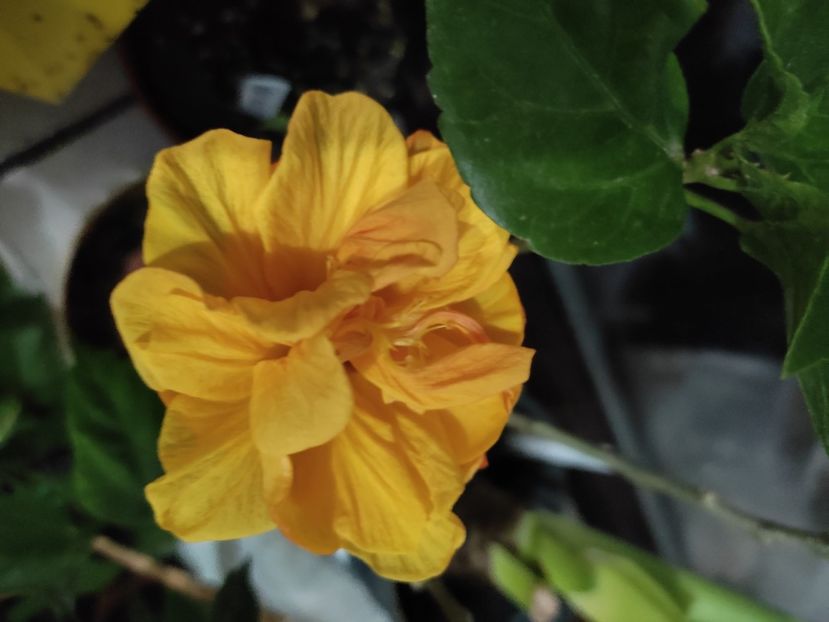  - HIBISCUS 2022