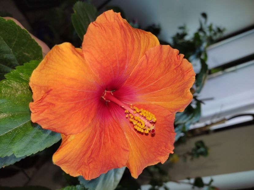  - HIBISCUS 2022