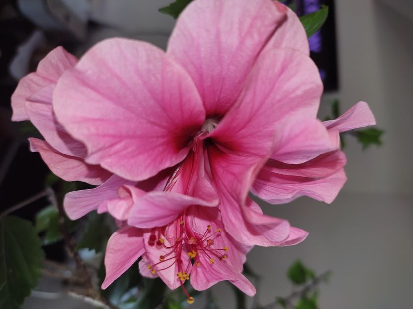  - HIBISCUS 2022