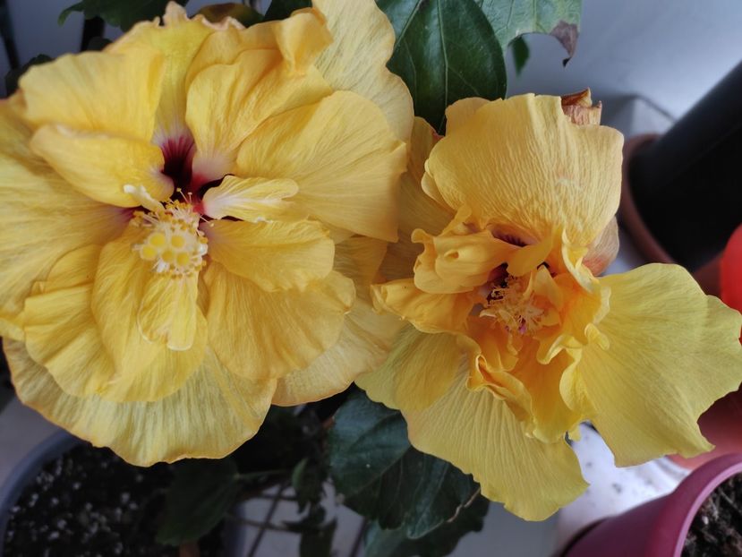  - HIBISCUS 2022