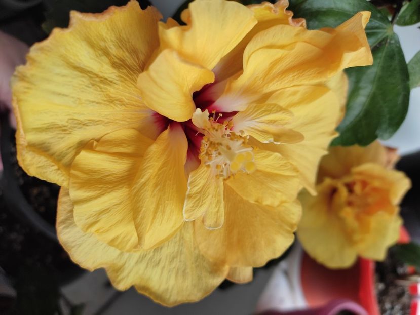 - HIBISCUS 2022