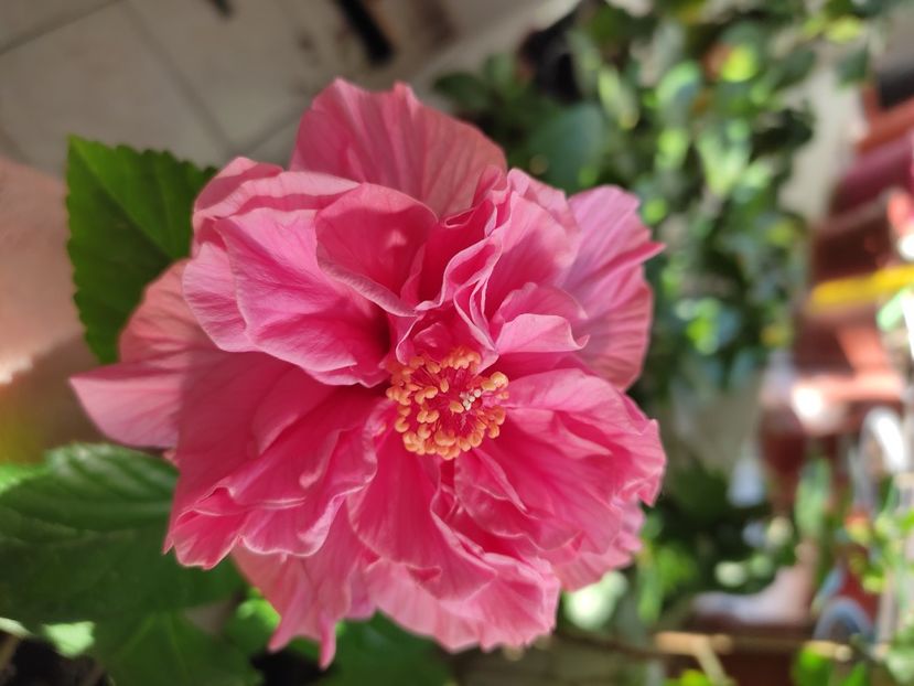  - HIBISCUS 2022