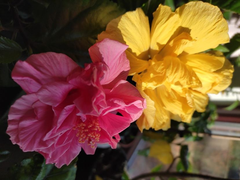  - HIBISCUS 2022