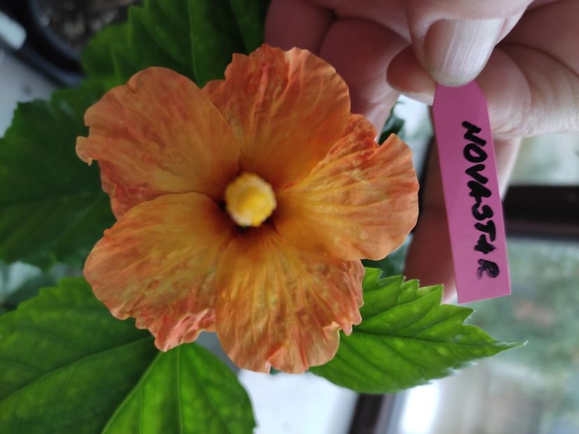  - HIBISCUS 2022