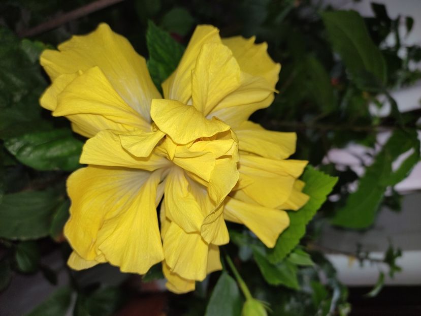  - HIBISCUS 2022