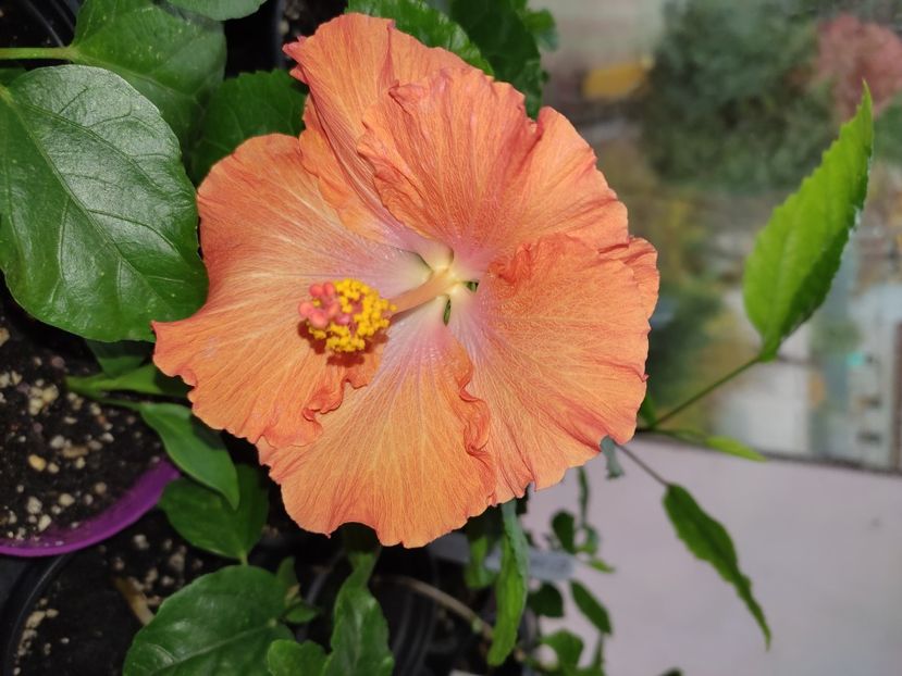 - HIBISCUS 2022