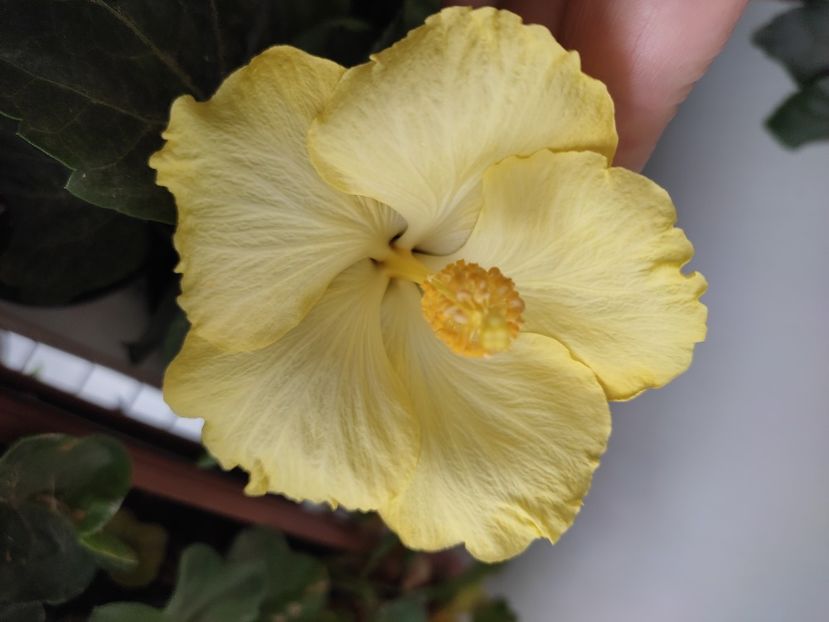  - HIBISCUS 2022