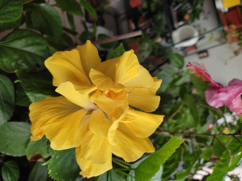  - HIBISCUS 2022