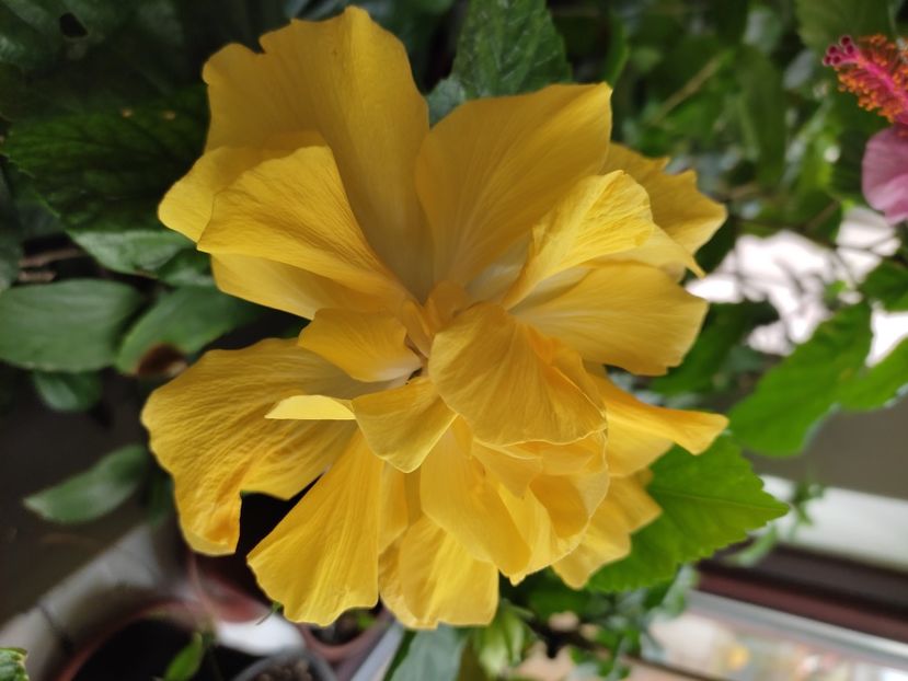  - HIBISCUS 2022