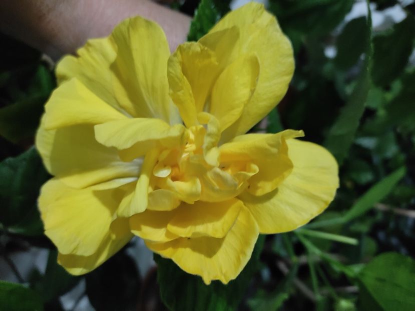  - HIBISCUS 2022