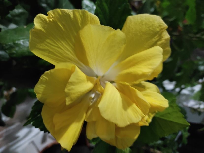  - HIBISCUS 2022