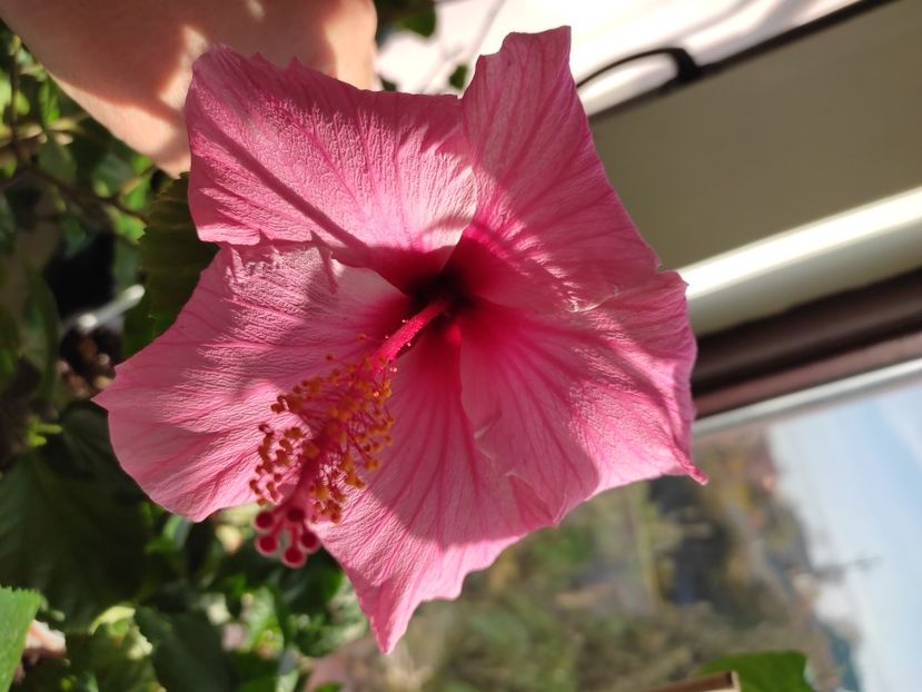  - HIBISCUS 2022