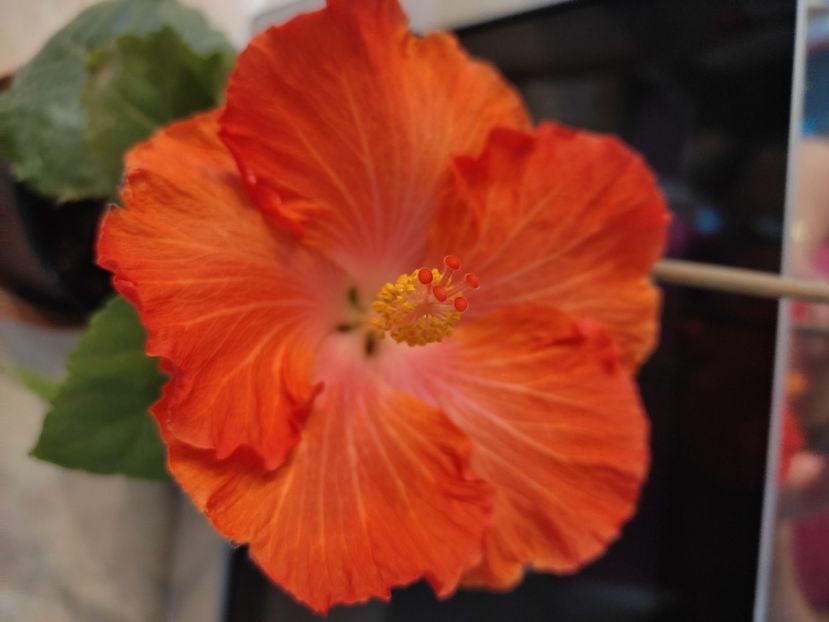  - HIBISCUS 2022