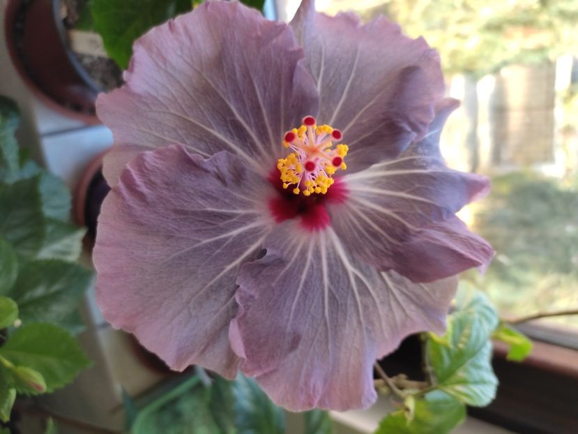  - HIBISCUS 2022