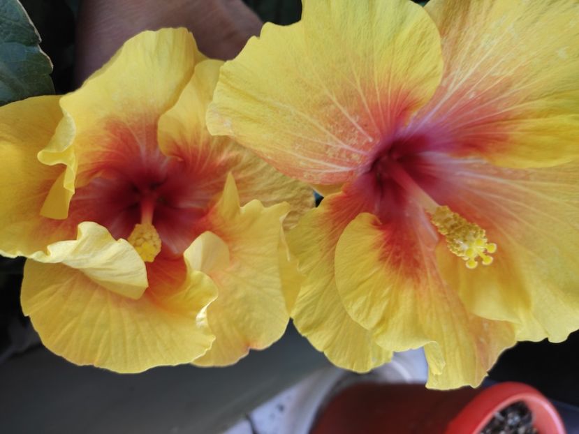 - HIBISCUS 2022