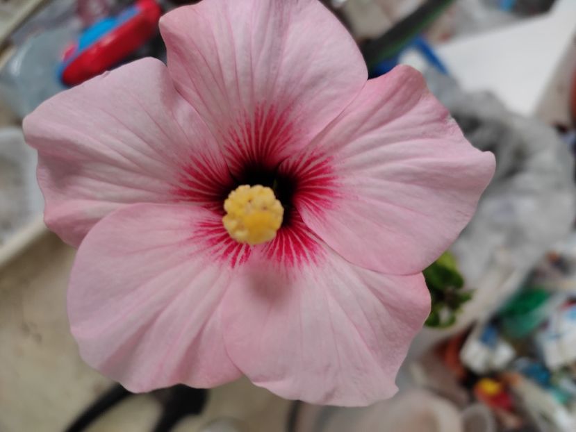  - HIBISCUS 2022