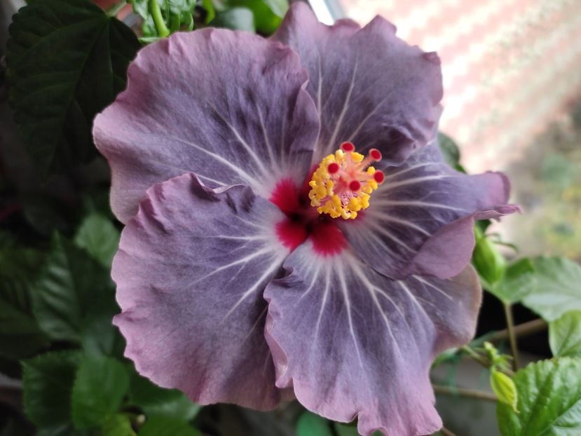  - HIBISCUS 2022